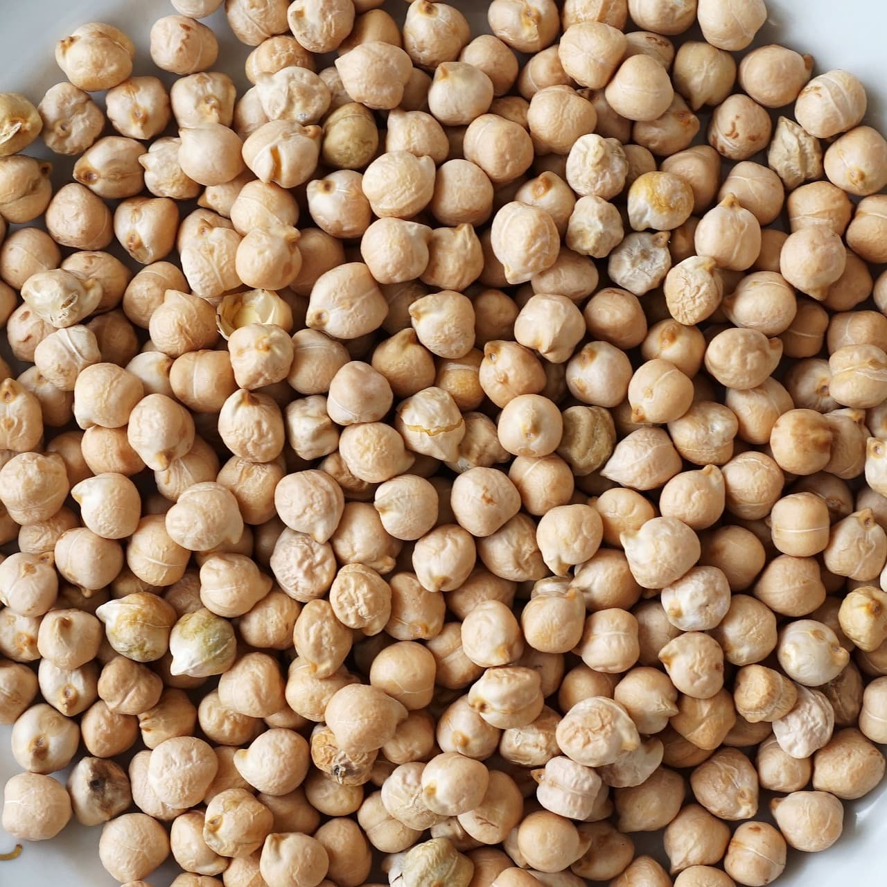 Kacang Arab (Pixabay / domain publik)