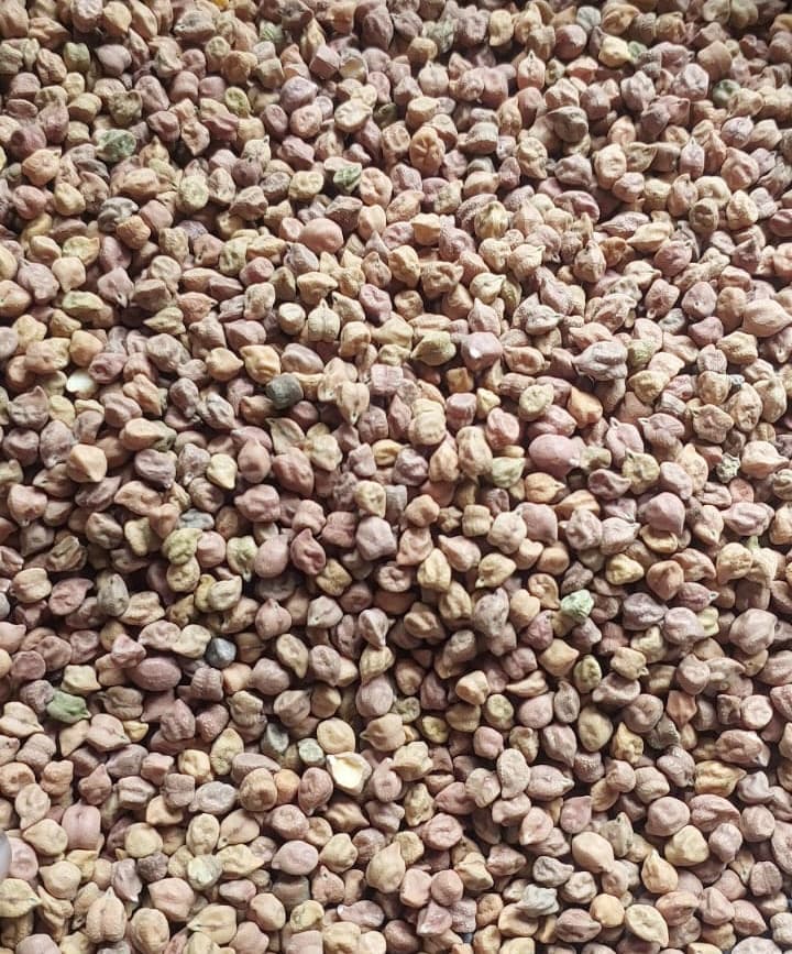 Kacang Arab (Adalidda / domain publik)