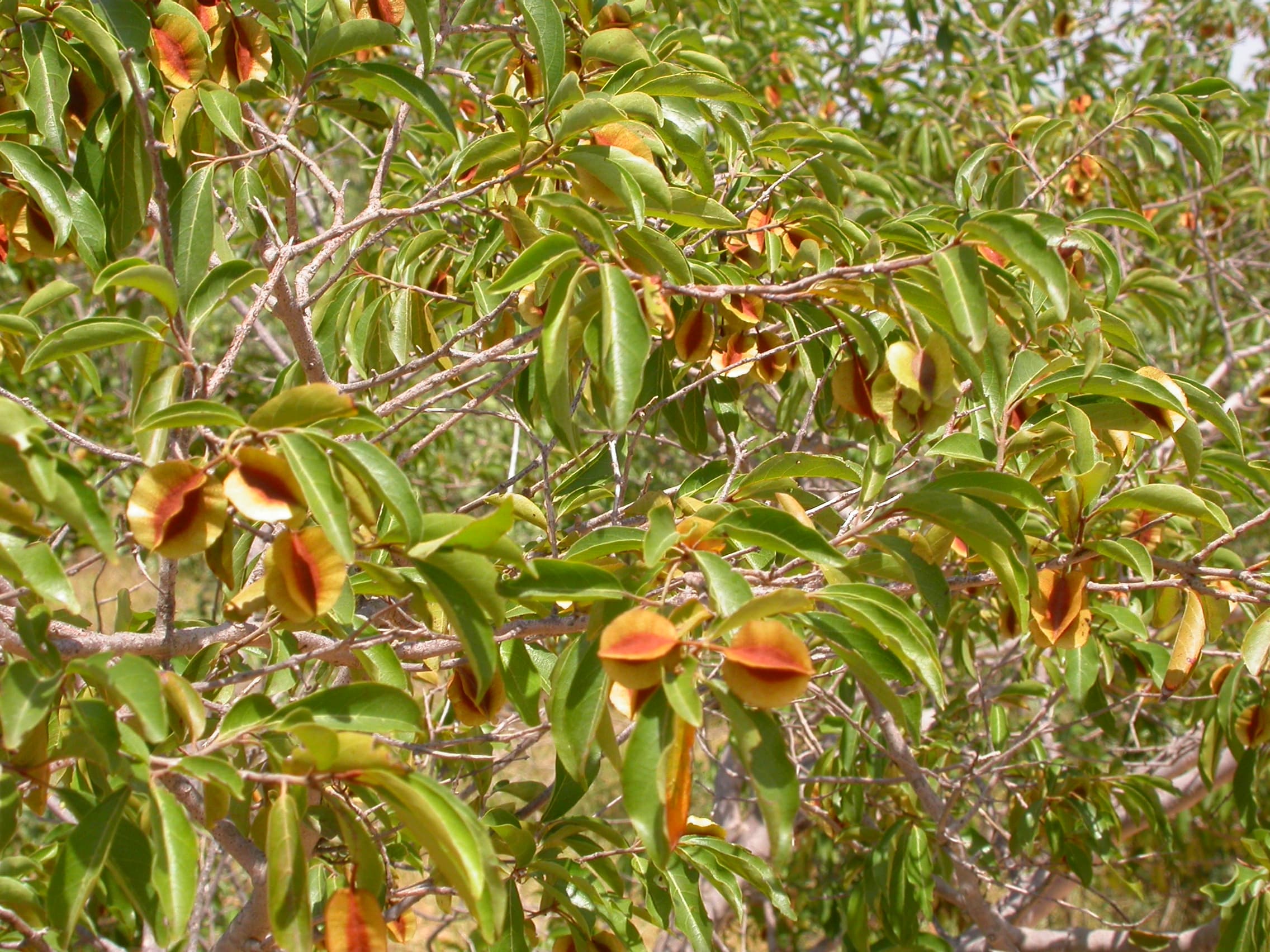 Combretum micranthum, Kinkeliba, tradizionalmente utilizzato contro la malaria. Vicino a Bobo-Dioulasso, Burkina Faso (Credito: Marco Schmidt - Opera propria, CC BY-SA 2.5, https://commons.wikimedia.org/w/index.php?curid=4891587)
