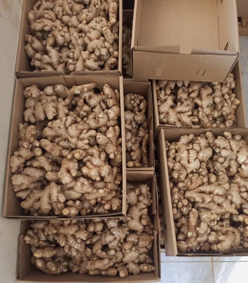 Zenzero fresco (Sahel Agri-Sol / Adalidda / dominio pubblico)