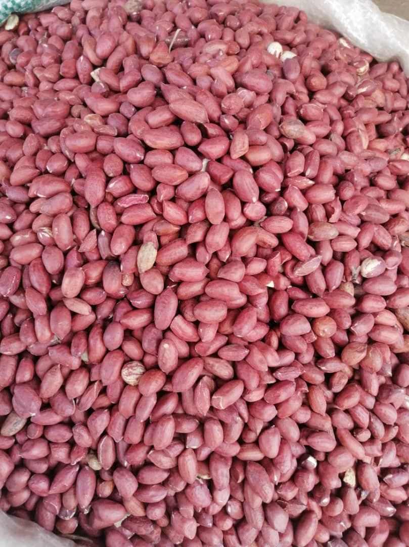 الفول السوداني الأحمر (Sahel Agri-Sol / Adalidda / الملكية العامة)