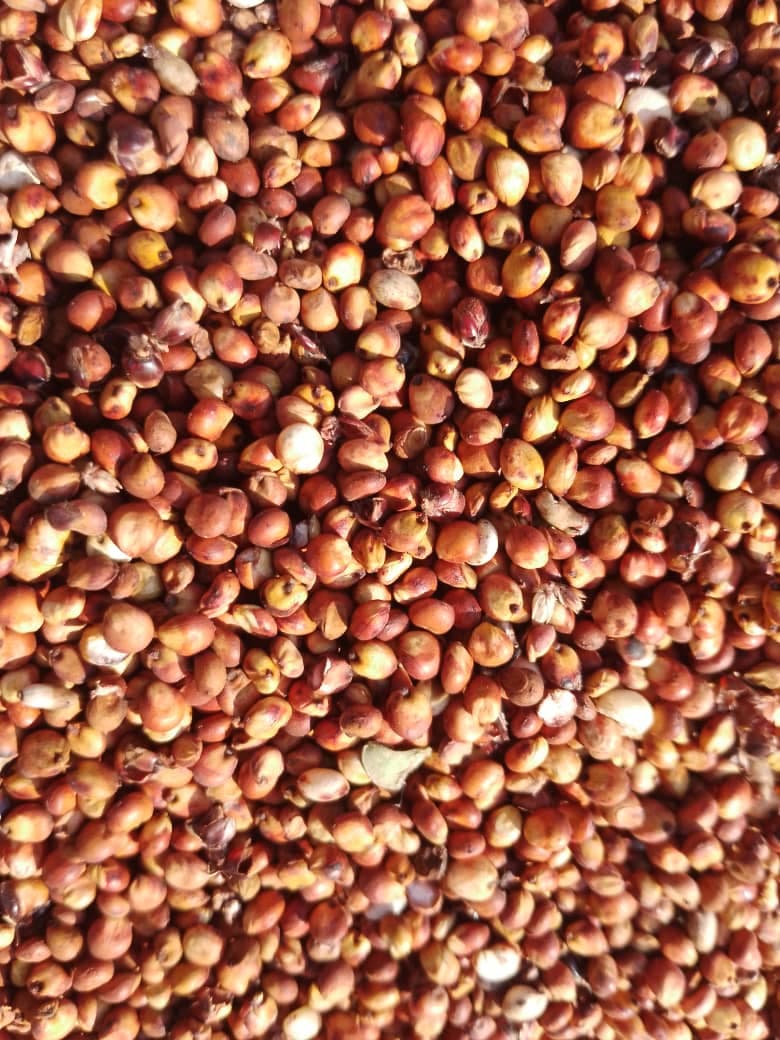 الذرة الرفيعة الحمراء (Sahel Agri-Sol / Adalidda / المجال العام)