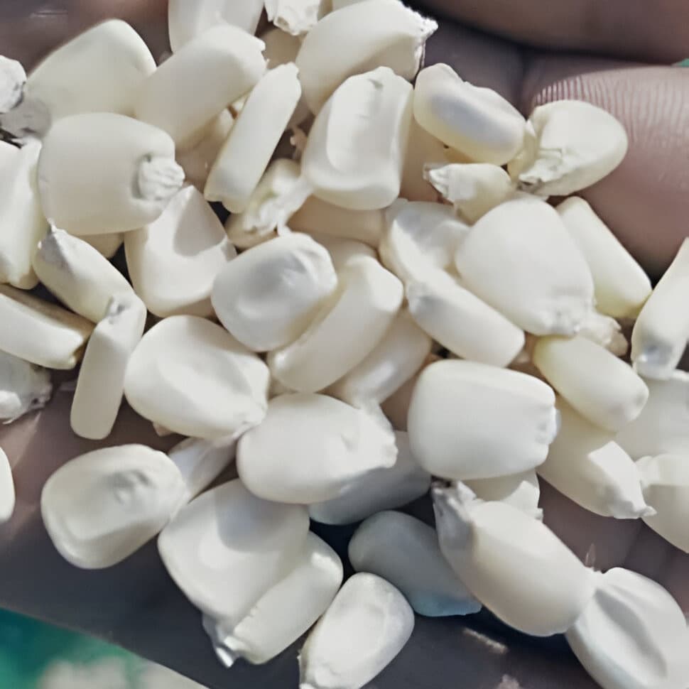 Biała kukurydza bez GMO (Sahel Agri-Sol / Adalidda / Domena publiczna)