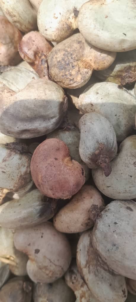 Noci di anacardo grezze (credito: Sahel Agri-Sol / Adalidda / Pubblico dominio)