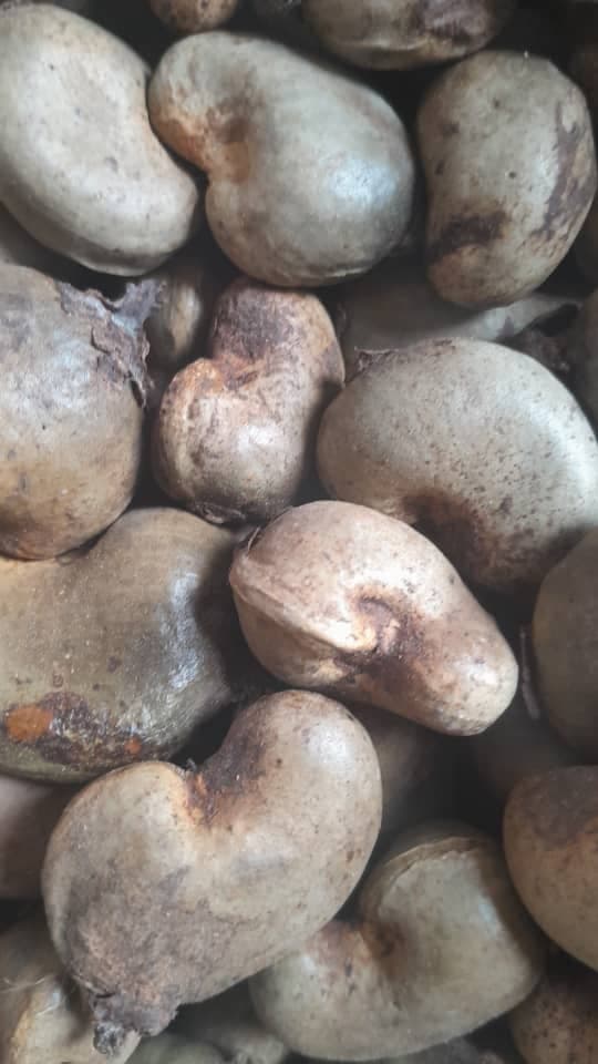 Noci di anacardo grezze (credito: Sahel Agri-Sol / Adalidda / Pubblico dominio)