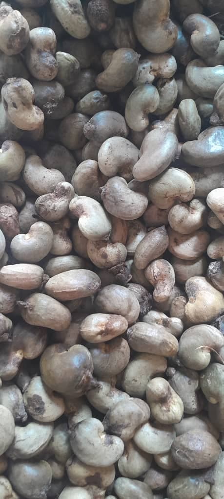 Noci di anacardo grezze (credito: Sahel Agri-Sol / Adalidda / Pubblico dominio)