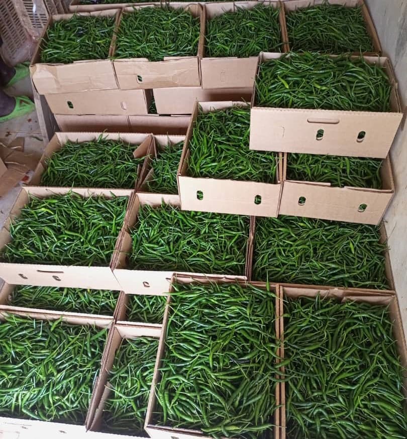 Frische grüne Chilischoten (Sahel Agri-Sol / Adalidda / Gemeinfrei)