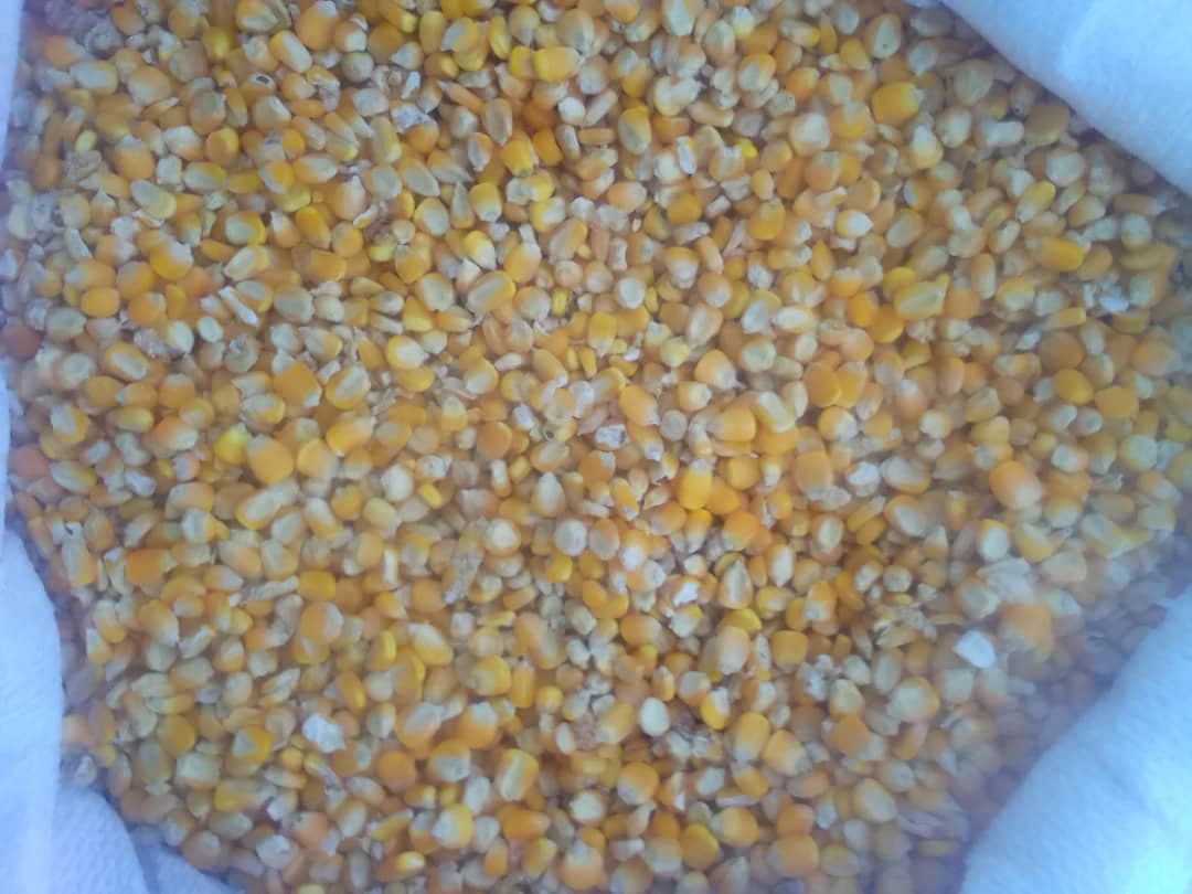 Mais giallo (credito: Sahel Agri-Sol / Adalidda / Pubblico dominio)