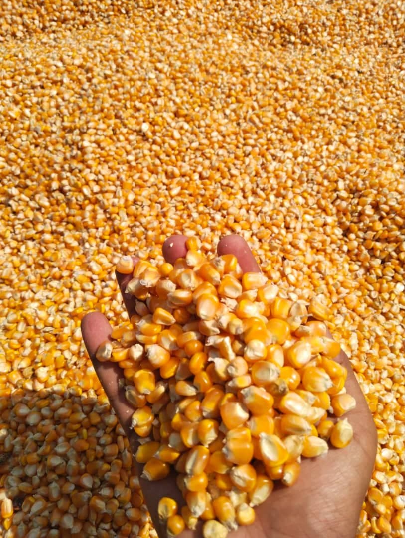 पशुओं के चारे के लिए मक्का (Sahel Agri-Sol / Adalidda / सार्वजनिक डोमेन)