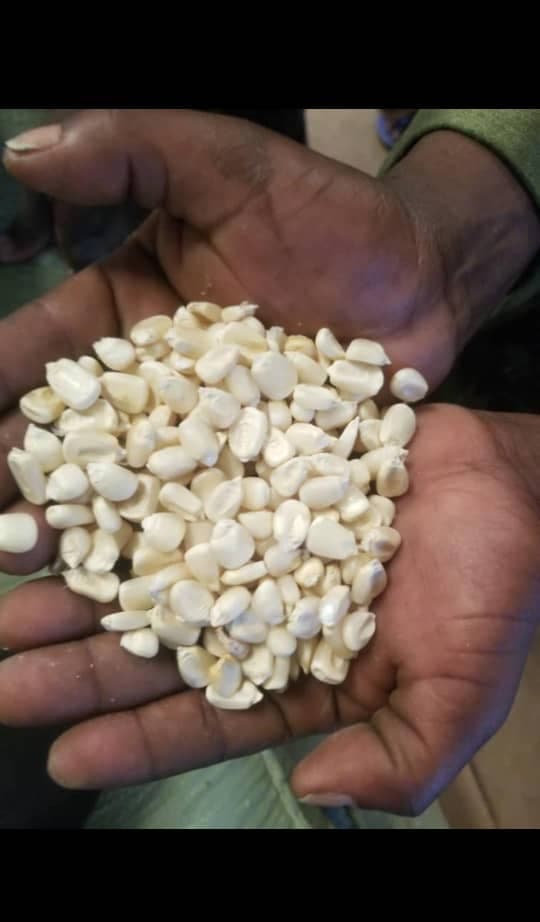 Mais bianco (credito: Sahel Agri-Sol / Adalidda / Pubblico dominio)