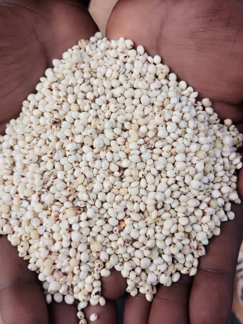 الذرة الرفيعة البيضاء (Sahel Agri-Sol / Adalidda / المجال العام)