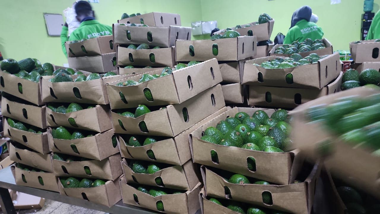 Pakowanie awokado (Kredyt: Adalidda / Sahel Agri-Sol / Domena publiczna)