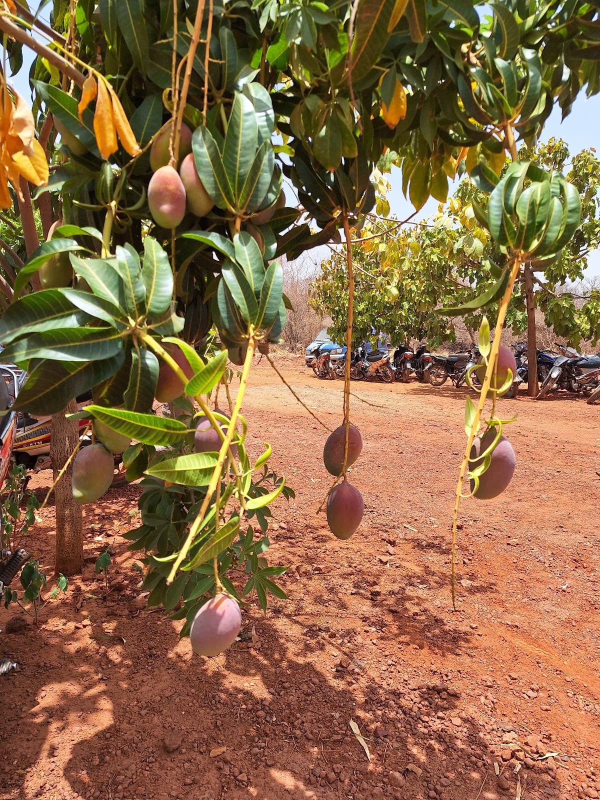 Albero di mango del Mali (Sahel Agri-Sol / Adalidda / Pubblico dominio)