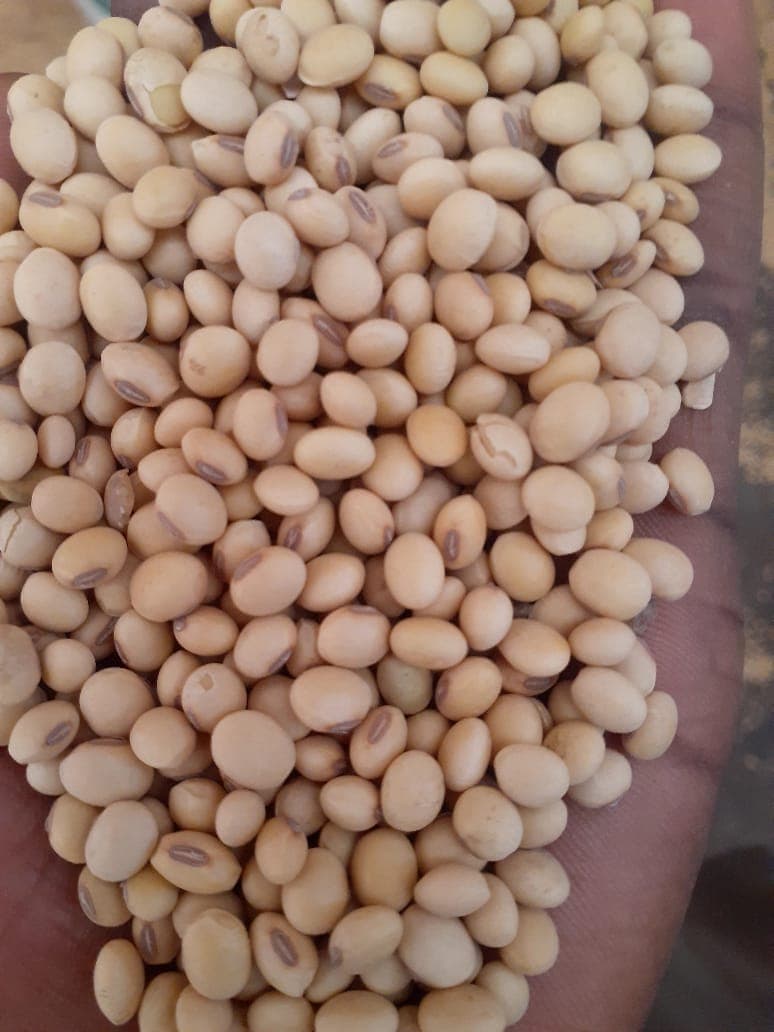 Soia non OGM. Origine: Benin (Sahel Agri-Sol / Adalidda / Dominio pubblico)