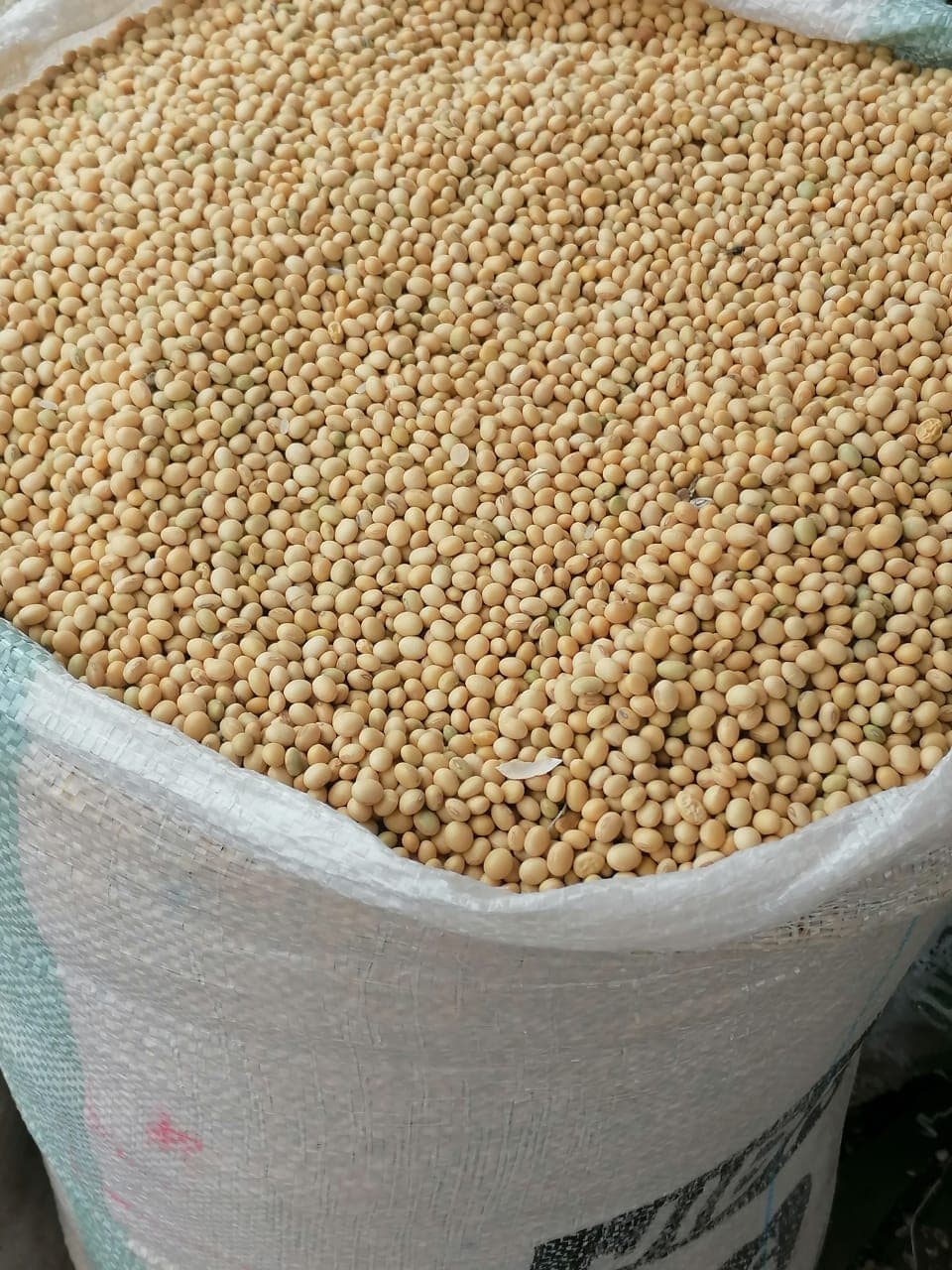Soia non OGM. Origine: Benin (Sahel Agri-Sol / Adalidda / Dominio pubblico)
