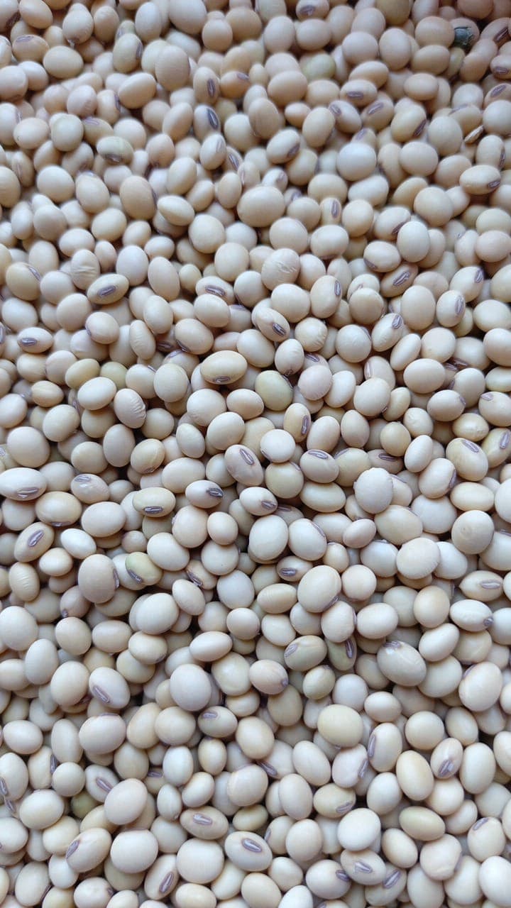 Soia non OGM. Origine: Benin (Sahel Agri-Sol / Adalidda / Dominio pubblico)