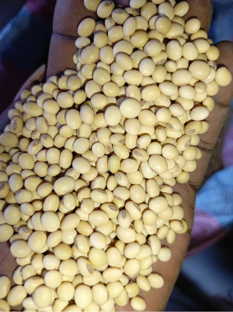 Soia non OGM. Origine: Benin (Sahel Agri-Sol / Adalidda / Dominio pubblico)