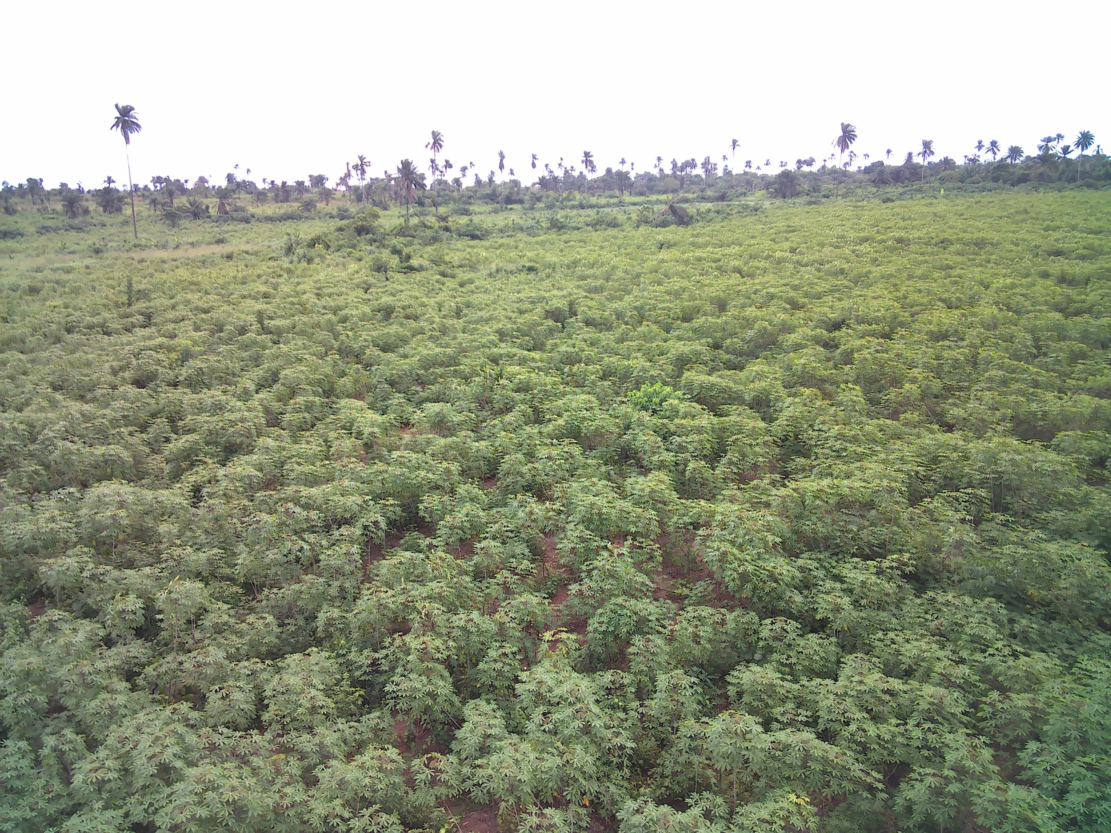 Deko's cassava field (Deko Group / public domain).