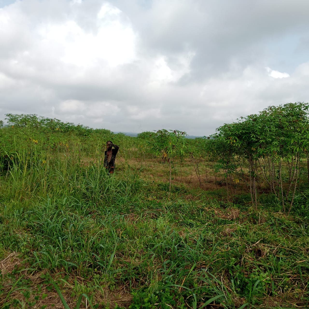 Deko의 카사바 밭 (Deko Group / 퍼블릭 도메인).