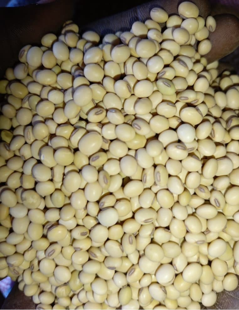 प्रीमियम नॉन-जीएमओ सोयाबीन से उत्पादों को बदलें