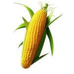 Ngũ cốc và hạt